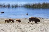 BOLIVIA - Isla del Sol - Titicaca Lake - 13